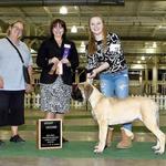 Group 2! 5 mos shown by Cassie Kneeland at Columbus,OH
Thank you Judge Eldred