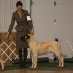 6mos - his first show...holding his stack like such a little man!Urbana, OH show