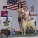 13 mo - winning the 12-18 mo class at Nationals from Judge Barbara Dempsey Alderman