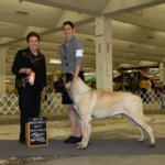 BOB from judge Catherine Bell and G1 Owner Handler from judge Charles Olvis - 21 mos